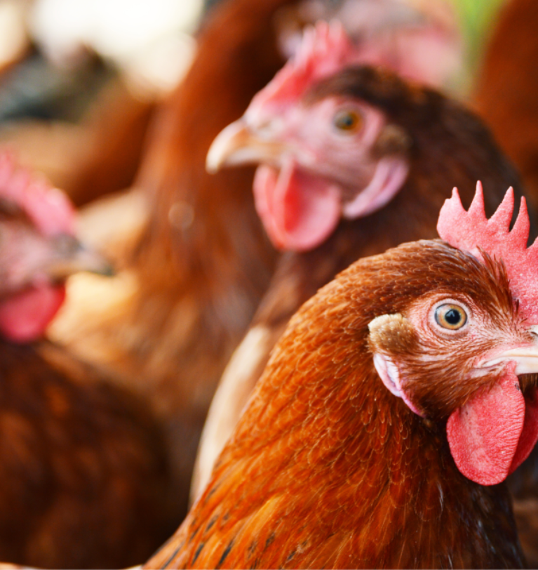 Los fitobióticos, clave en la alimentación de ganado